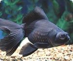 MOOR - BLACK 4.5 INCH